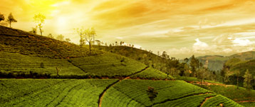 Hotels in Munnar