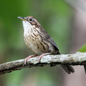 Sunderbans - What to See